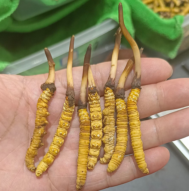 冬蟲夏草種植技術(shù)(圖1)