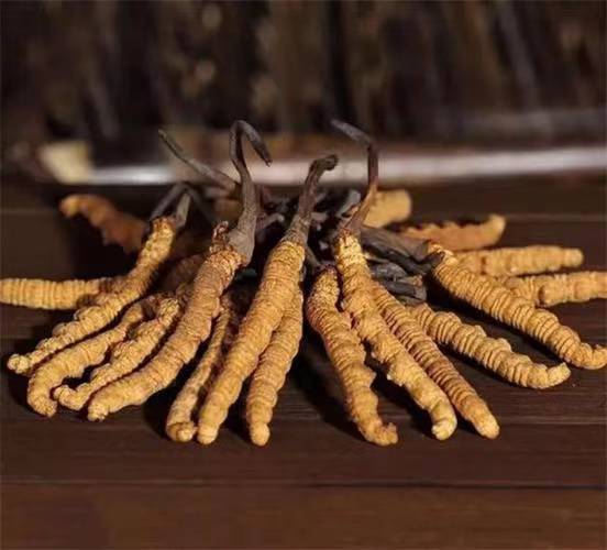 冬蟲夏草人工栽培與保護現(xiàn)狀是什么？(圖1)