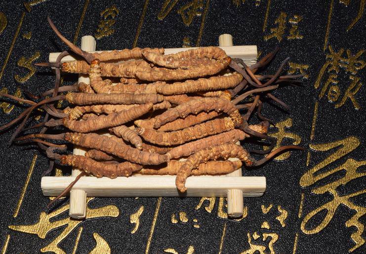 預(yù)計(jì)后年可達(dá)10噸！冬蟲夏草在浙江實(shí)現(xiàn)量產(chǎn)_產(chǎn)業(yè)資訊_食用菌新聞_中國食用菌商務(wù)網(wǎng)(圖1)