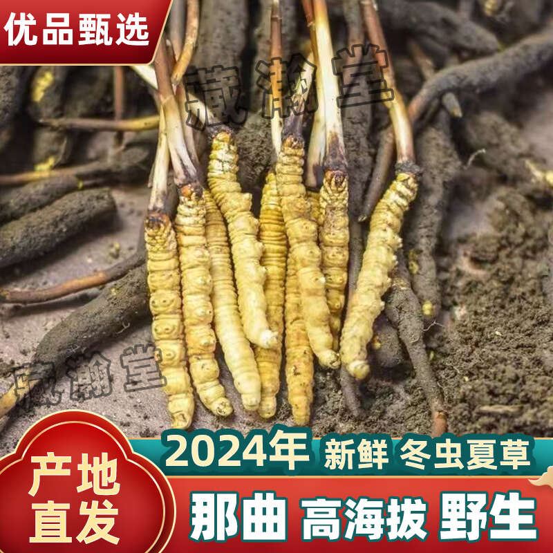 2024年度優(yōu)質(zhì)冬蟲(chóng)草種植及管理合同doc(圖1)